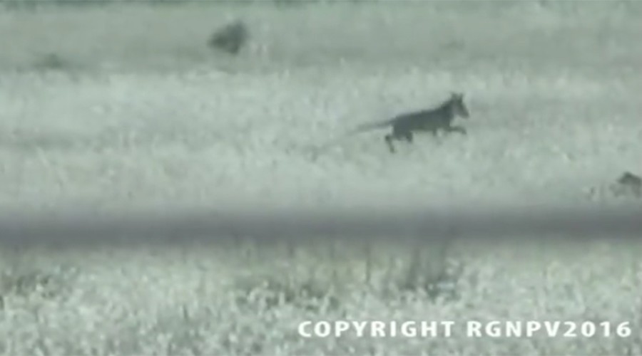 Опубликовано второе видео с вымершим сумчатым тасманийским волком
