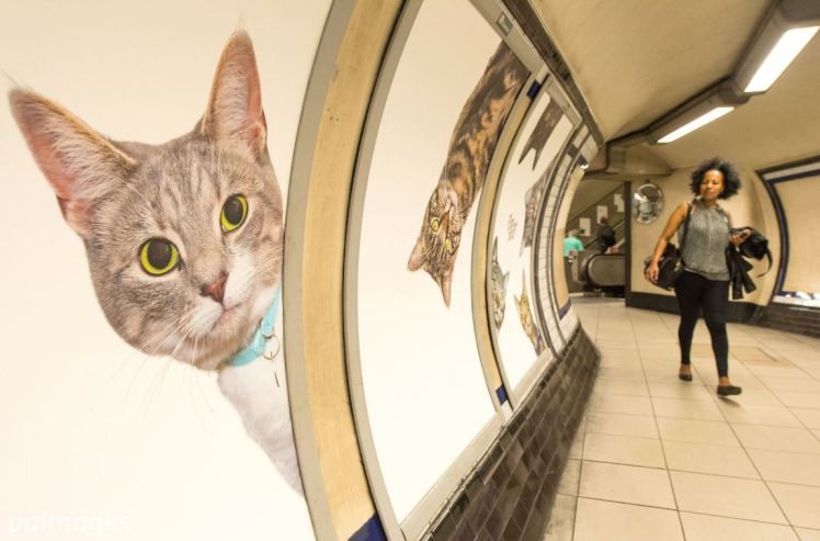 Читать На станции лондонского метро вместо рекламы повесят плакаты с котиками из приютов