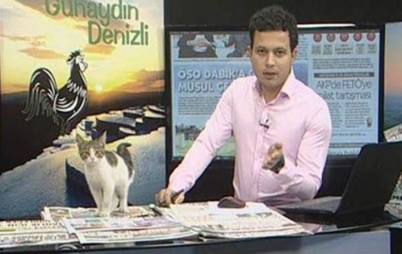 В прямой эфир турецкого телеканала попал бродячий котенок