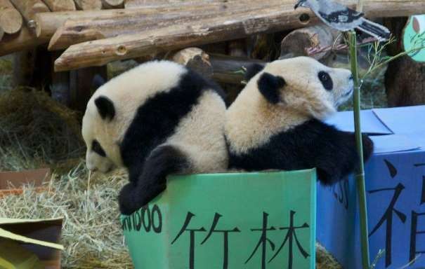 В зоопарке Торонто отметили первый День Рождения панд-близнецов