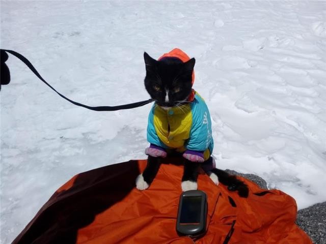 Читать В Нижнем Тагиле живет кот-альпинист