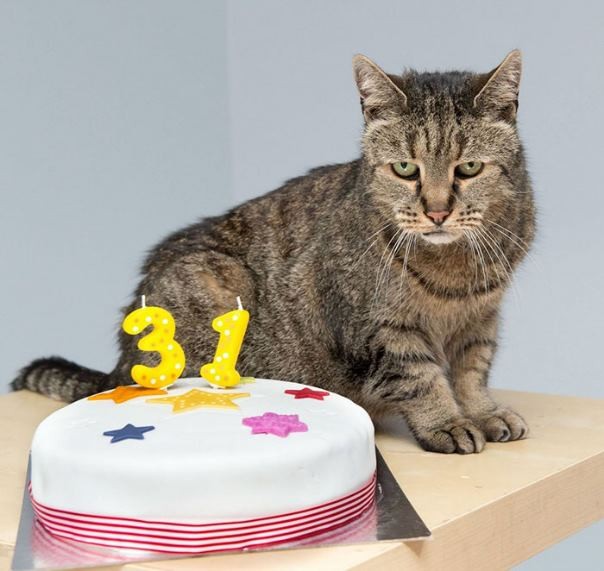 Британский кот-долгожитель отпраздновал 31-й День Рождения