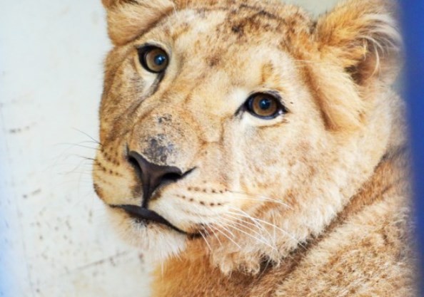 Челябинский ветеринар и зоозащитник Карен Даллакян спас львицу от усыпления