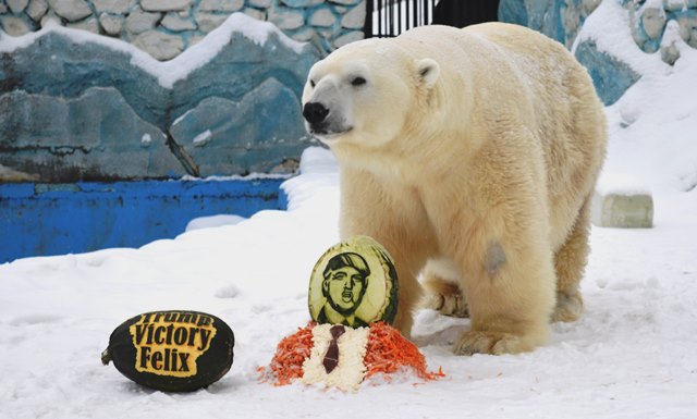 Белый медведь из зоопарка Красноярска получил награду за верное предсказание о победе Трампа