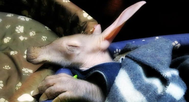 Ветеринар из Намибии приютила осиротевшего детеныша трубкозуба
