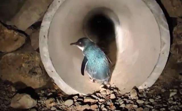 В новозеландском городе построили тоннель для пингвинов