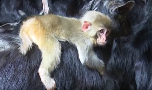 В Китае обезьянка-сирота считает своей мамой козу