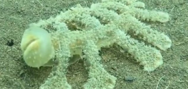 На дне Тихого океана у острова Бали засняли редкого моллюска