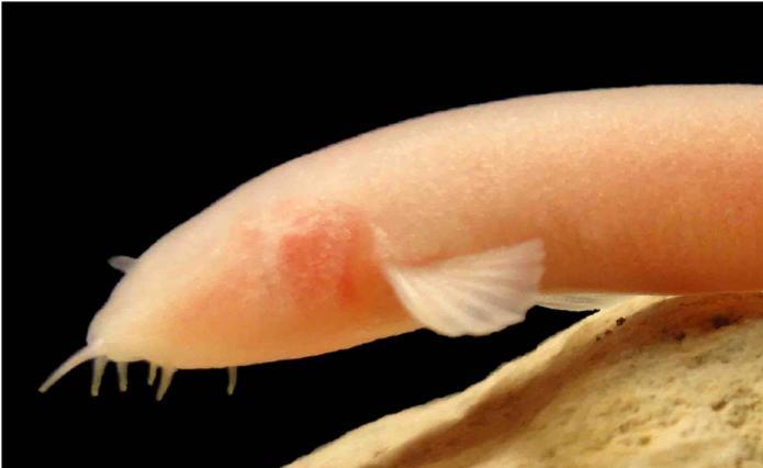 В подземном водоеме нашли новый вид полностью слепых рыб