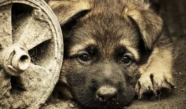 Омский полицейский спас щенков, застрявших между гаражами