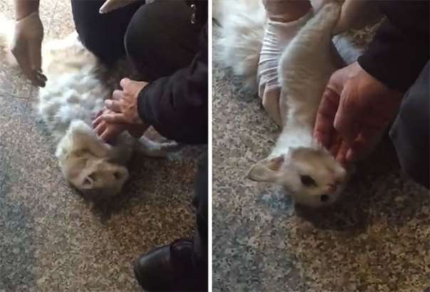 В Турции врач реанимировал кошку, которая застряла во вращающихся дверях