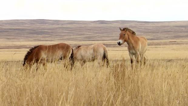 В Оренбургскую область из Венгрии привезли еще 14 лошадей Пржевальского
