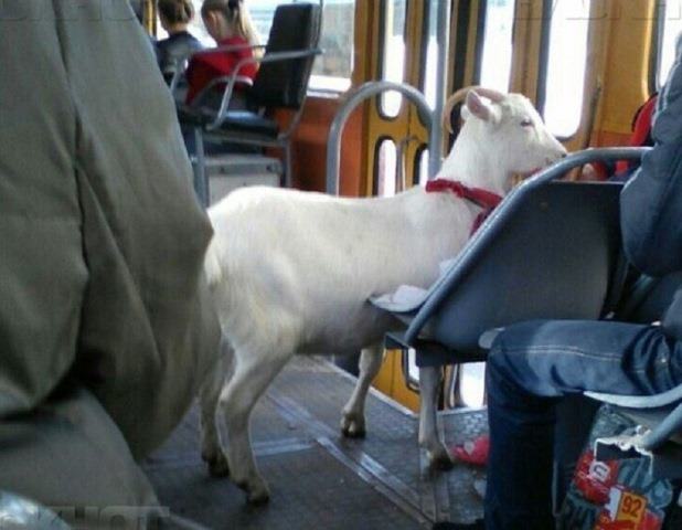 Жителей Краснодара удивила белая коза в трамвае