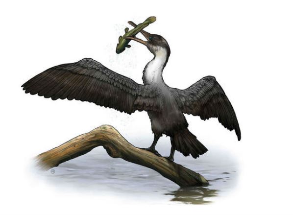 90 миллионов лет назад в Арктике жила зубастая птица