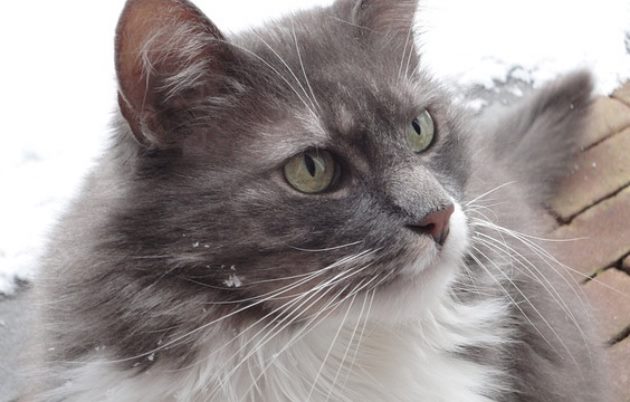В Казахстане полиция нашла и вернула хозяину кота, похищенного и увезенного за 80 км