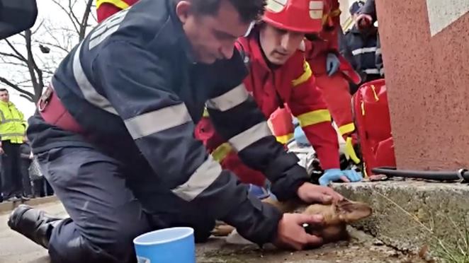В Румынии пожарный сделал собаке искусственное дыхание, чтобы спасти ей жизнь