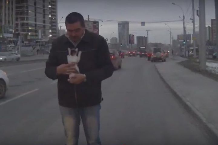 В Новосибирске водитель спас котенка на дороге
