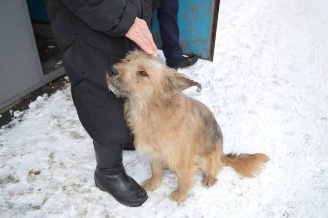 В Кемеровской области с трудом освободили собаку, которая мучилась в запертом подвале