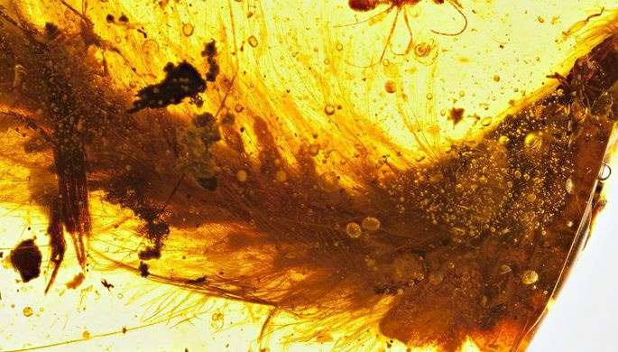 В куске янтаря впервые нашли хвост покрытого перьями динозавра