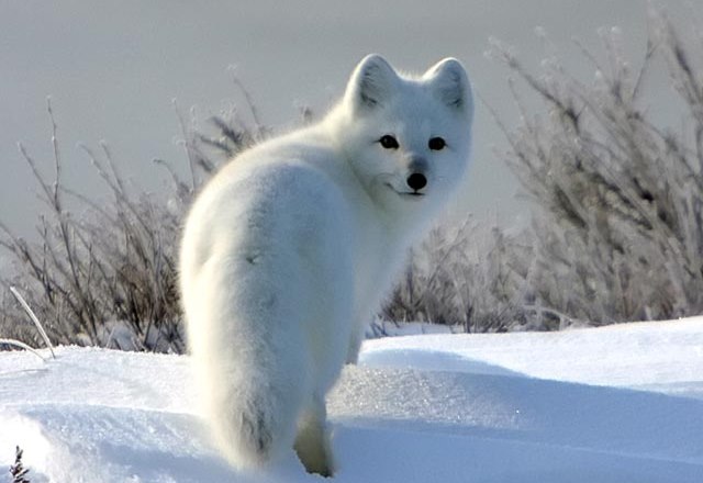 Песец или полярная лисица