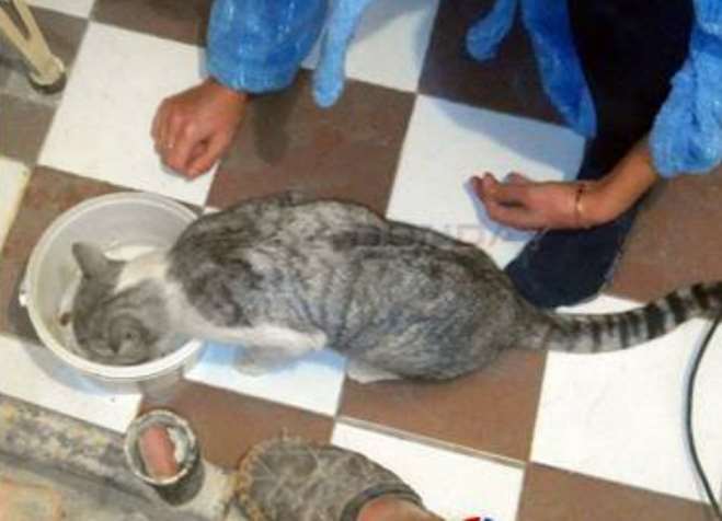 Житель Новочеркасска сломал стену в туалете, чтобы спасти кошку