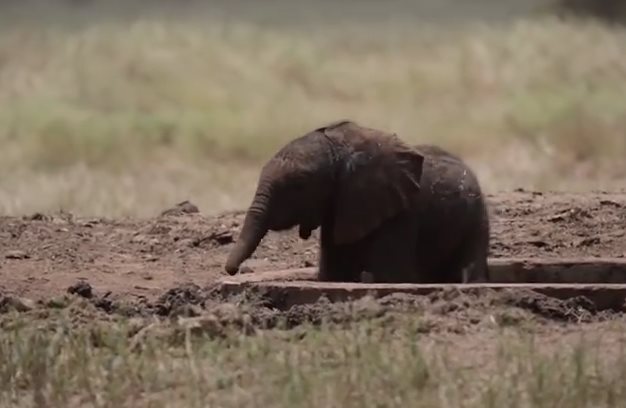 В Африке исследователи спасли новорожденного слоненка