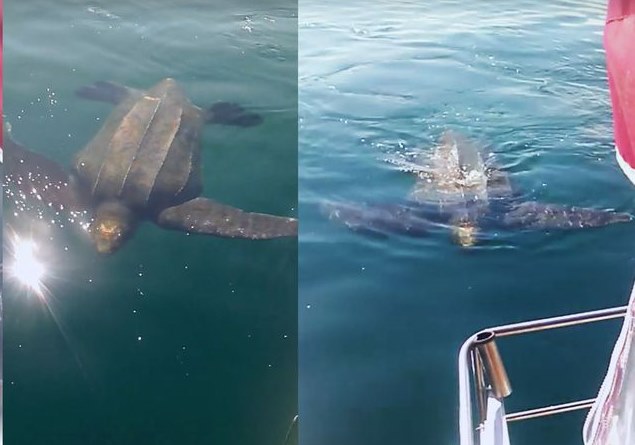 У Новой Зеландии на видео засняли огромную морскую черепаху