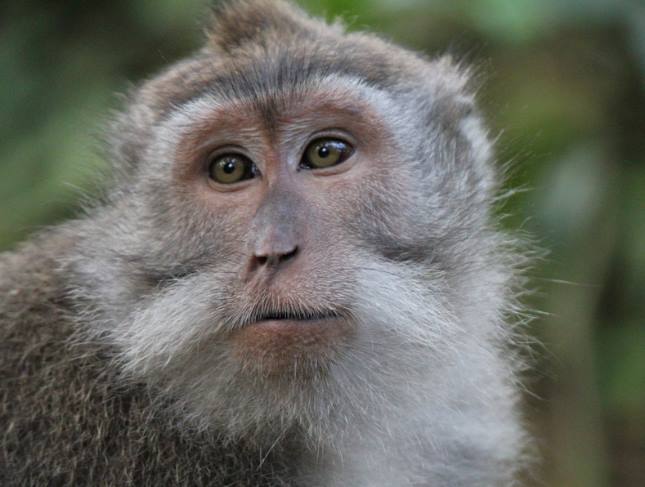 Почему обезьяны не разговаривают?