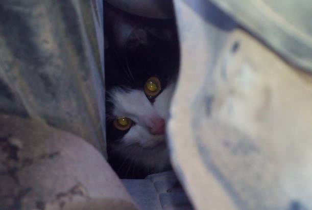 В Уфе кот выжил, проехав полдня под капотом машины