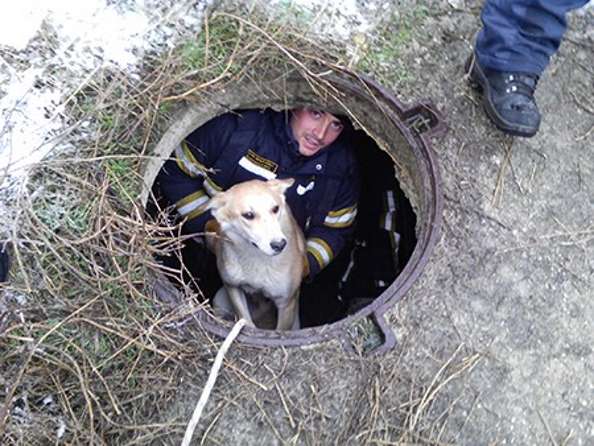 Спасатели Белогорска вытащили из колодца собаку