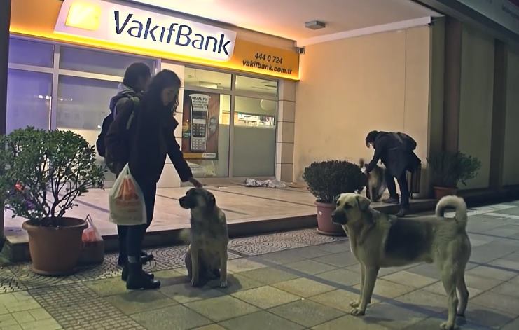 В Турции после похолодания активисты спасают бездомных собак и кошек