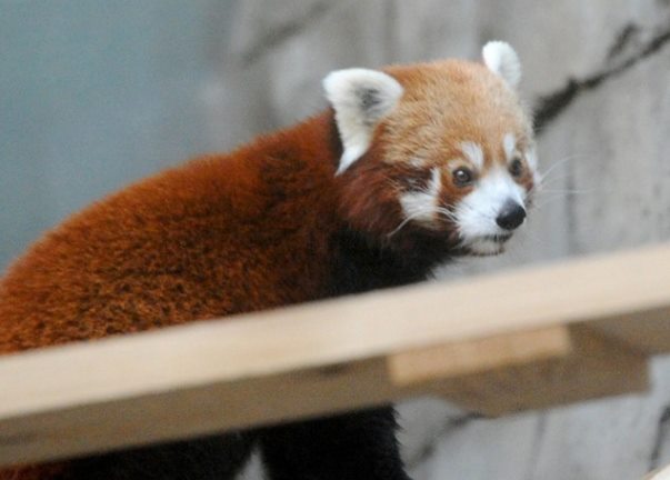 Как кормят красных панд в Московском зоопарке (10 фото)