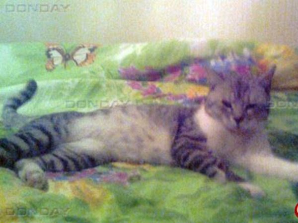 Спасенный из стены в туалете кот в Новочеркасске нашел новых хозяев