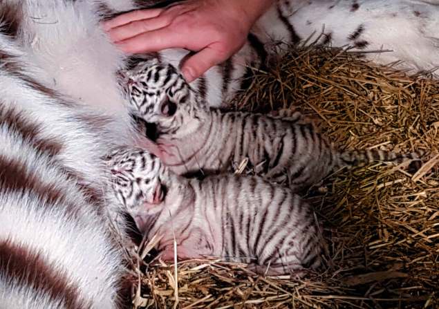 В московском цирке родились редчайшие белые тигрята