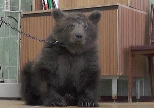 На Южном Урале спасают медвежонка, которого раненного держали на цепи в частном доме