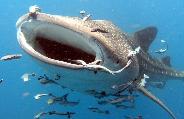 Китовая акула и ее родственники