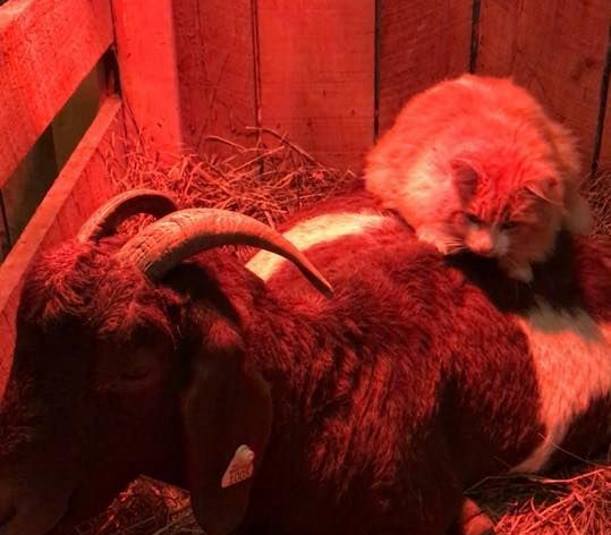 В приюте Западной Виргинии кот не отходит от беременной козы