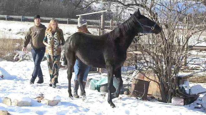 Путин подарил девушке со Ставрополья породистого коня