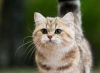 Почему в Интернете так популярны картинки, фото и видео с котами?