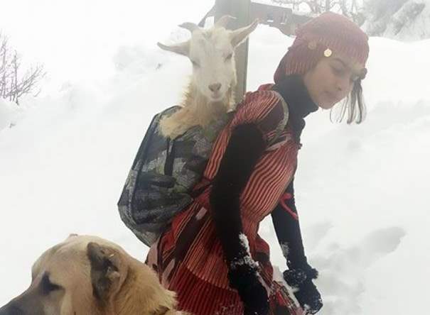 11-летняя пастушка из Турции спасла козу и козленка