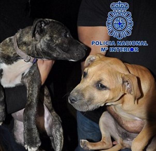 Испанская полиция вызволила более 200 собак из подпольного бойцовского клуба