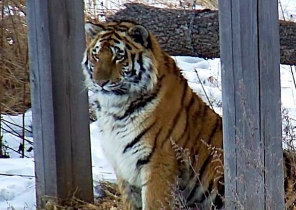 Через месяц в дикую природу выпустят двух амурских тигров из Центра реабилитации