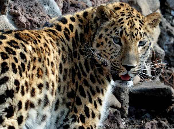 Дальневосточные леопарды начали пользоваться эко-тоннелем
