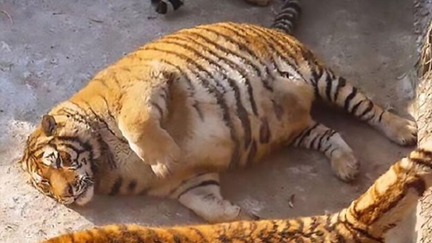 Китай удивил мир тиграми -