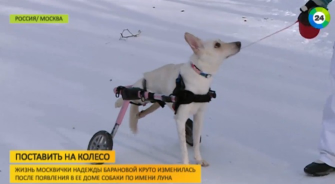 Двуногой собаке-инвалиду из Подмосковья подарили новую жизнь