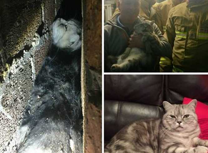 Британские пожарные спасли кота, застрявшего в узкой щели между стенами