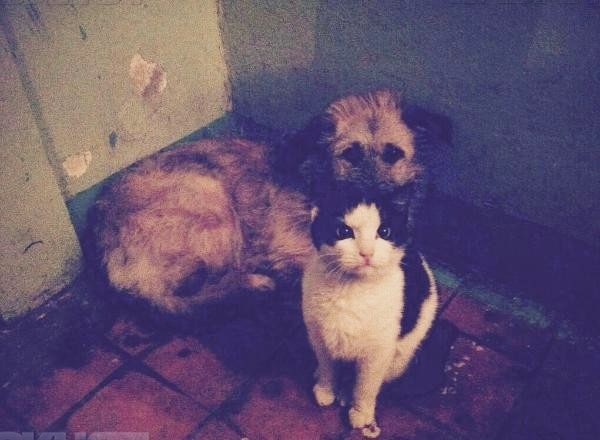 В Таганроге обсуждают подружившихся бездомных животных - кошку и собаку