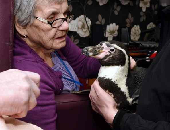 Пожилых британцев обрадовали встречей с пингвинами