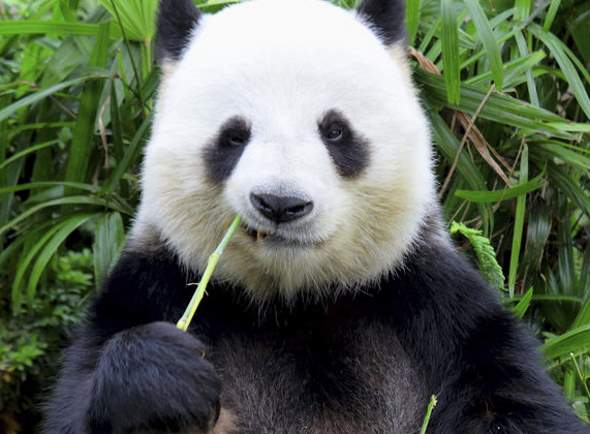 Ученые узнали, зачем пандам нужна такая расцветка