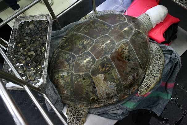 В Таиланде успешно прооперировали черепаху, проглотившую 5 кг монет